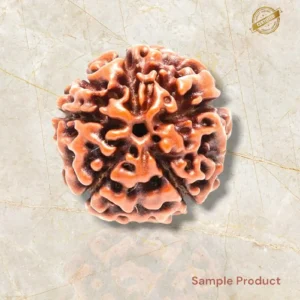 5 mukhi/Faced rudraksha original nepali Beads